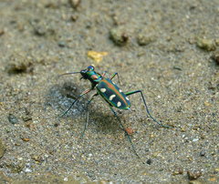 Cosmodela virgula