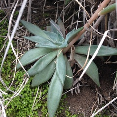 Echeveria heterosepala