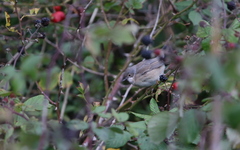 Curruca cantillans cantillans