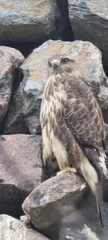 Buteo rufinus