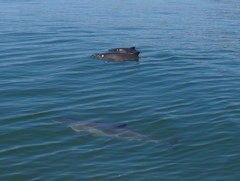 Phocoena phocoena phocoena
