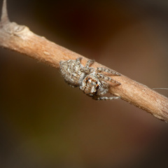 Tusitala hirsuta