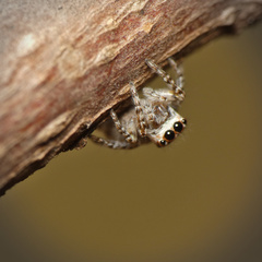 Tusitala hirsuta