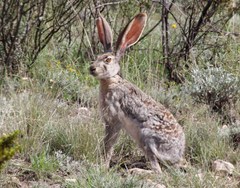Lepus californicus asellus
