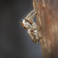 Tusitala hirsuta