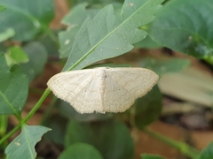 Scopula