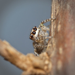 Tusitala hirsuta