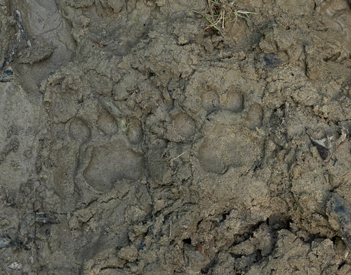 ウンピョウ