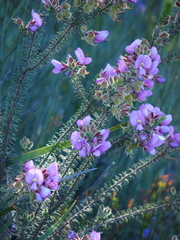 Gompholobium villosum