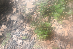 Drymocallis inquinans