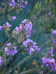 Gompholobium villosum
