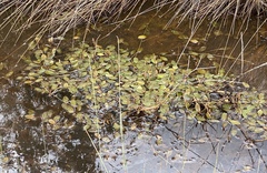 Potamogeton drummondii