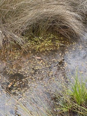Potamogeton drummondii