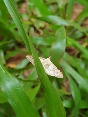 Ischnurges gratiosalis