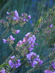 Gompholobium villosum