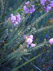 Gompholobium villosum