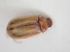 Costelytra