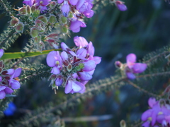 Gompholobium villosum