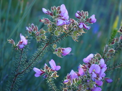 Gompholobium villosum