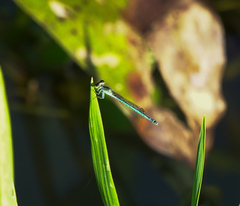 Agriocnemis lacteola