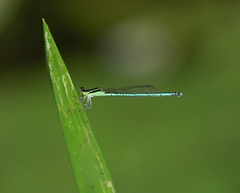 Agriocnemis lacteola