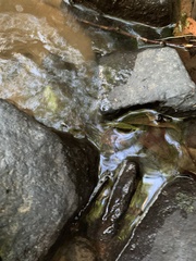 Bufo gargarizans