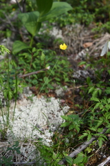 Potentilla × prostrata