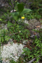 Potentilla × prostrata