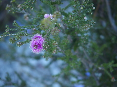 Kunzea recurva