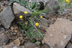 Potentilla × prostrata