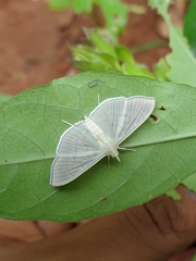 Poliobotys ablactalis