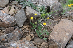 Potentilla × prostrata