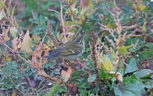 Mosquitero bilistado (Phylloscopus inornatus)