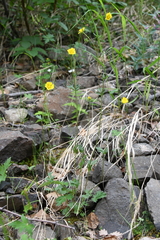 Potentilla × prostrata