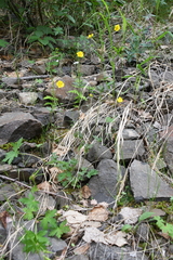 Potentilla × prostrata