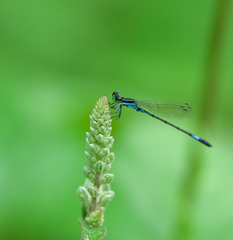 Agriocnemis clauseni