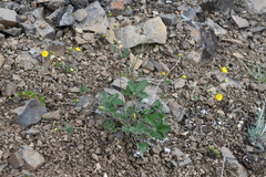 Potentilla × prostrata