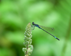 Agriocnemis clauseni