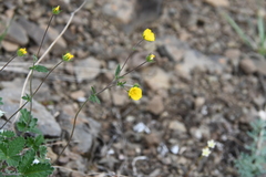 Potentilla × prostrata