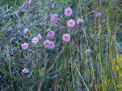 Melaleuca nesophila