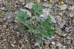 Potentilla × prostrata