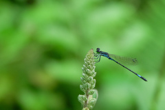 Agriocnemis clauseni