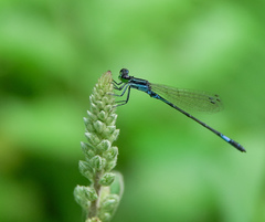 Agriocnemis clauseni