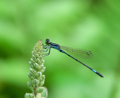 Agriocnemis clauseni