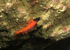 Tripterygion melanurus