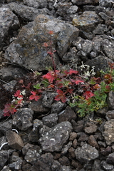 Potentilla pulviniformis