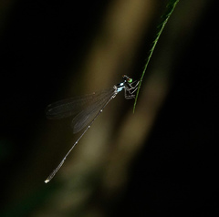 Coeliccia bimaculata