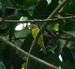 Phylloscopus burkii