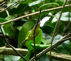 Phylloscopus burkii