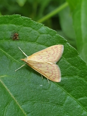 Ecpyrrhorrhoe damastesalis
